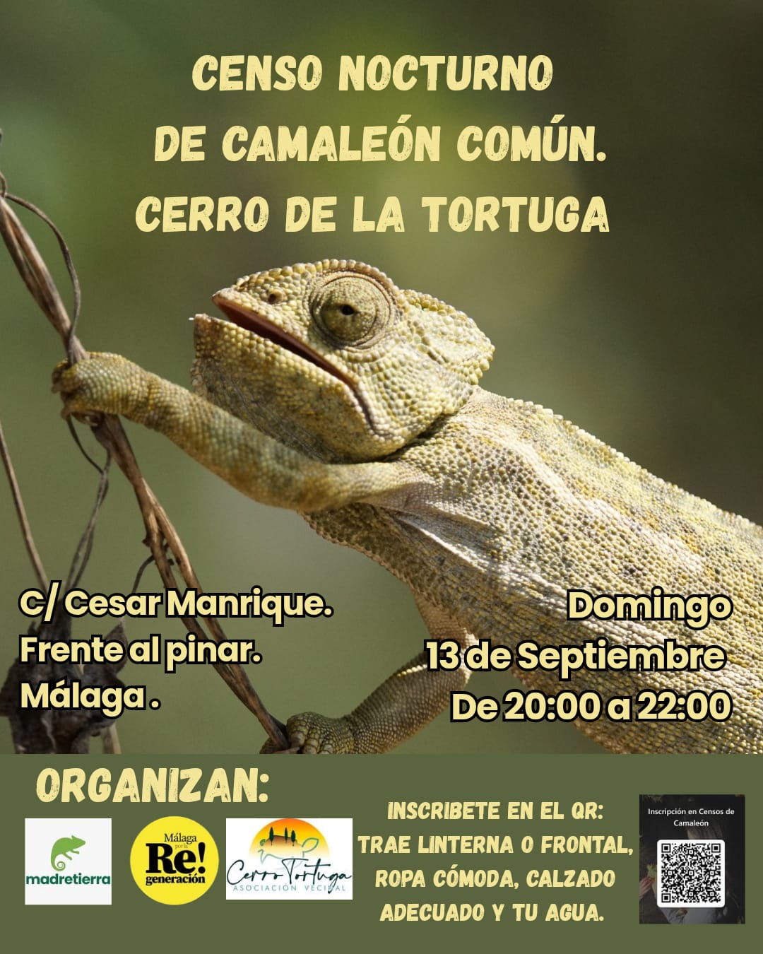 Censo nocturno de camaleón común
